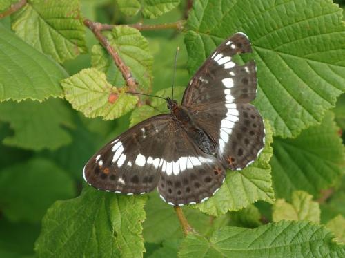Réf. 261 945 : Limenitis camilla